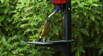 Bell bird stand on platform compressed